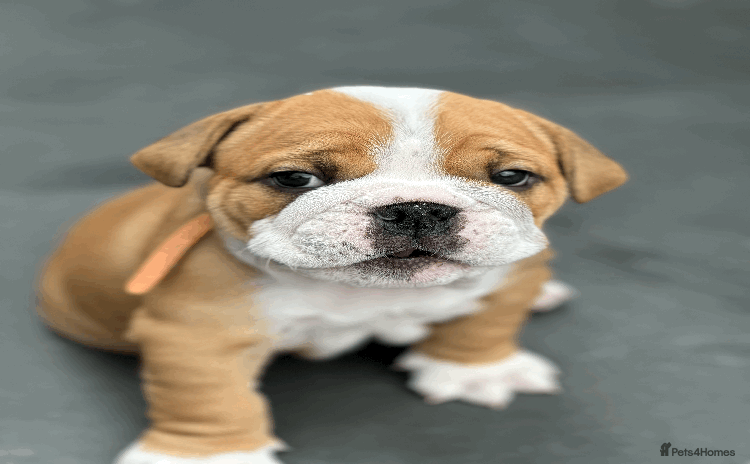 English Bulldog dogs - Advert 1