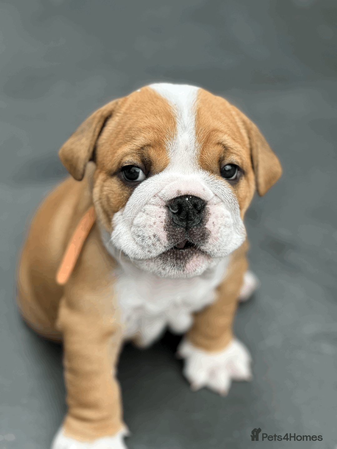 English Bulldog dogs for sale: KC REG AMAZING LITTER OF BRITISH BULLDOGS - Image 1