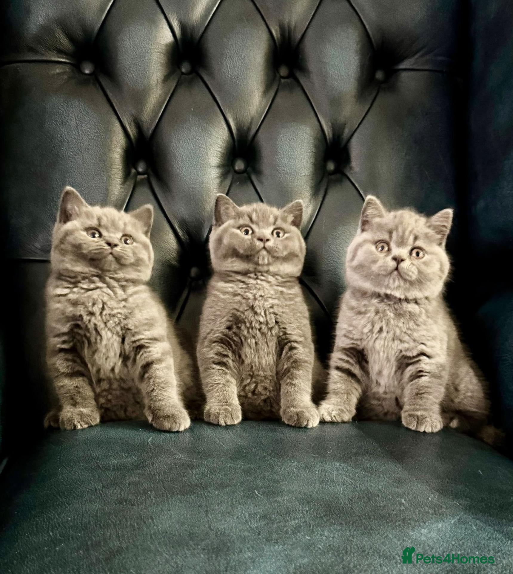 British Shorthair cats 🇬🇧👑🇬🇧💙British Shorthair😻💙ready to go!!!  - Advert 2