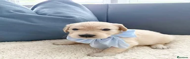 Golden Retriever Puppy 3