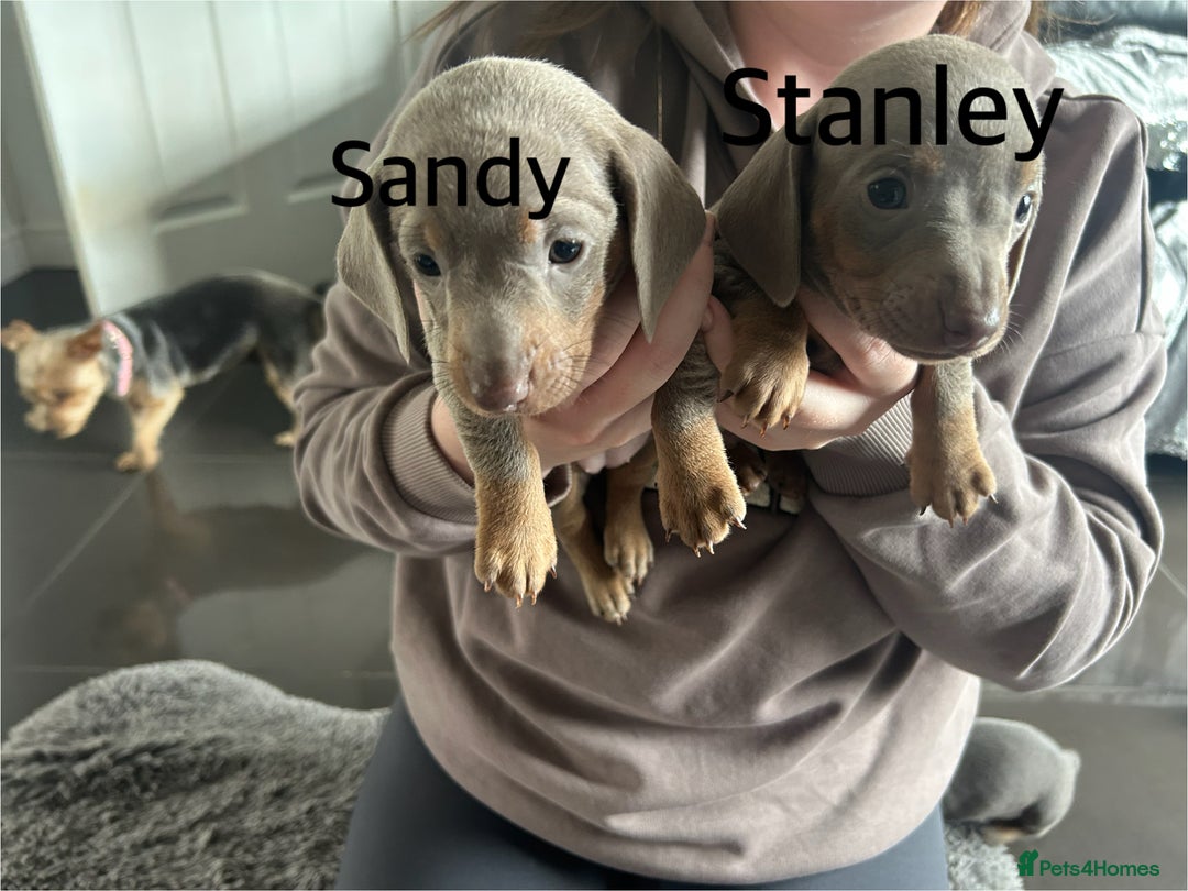 Miniature Dachshund dogs for sale:  Beautiful cute Miniatures dachshund  in Liverpool - Image 15