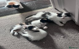 Mixed Breed cats for sale: Mixed calico litter  - Image 7