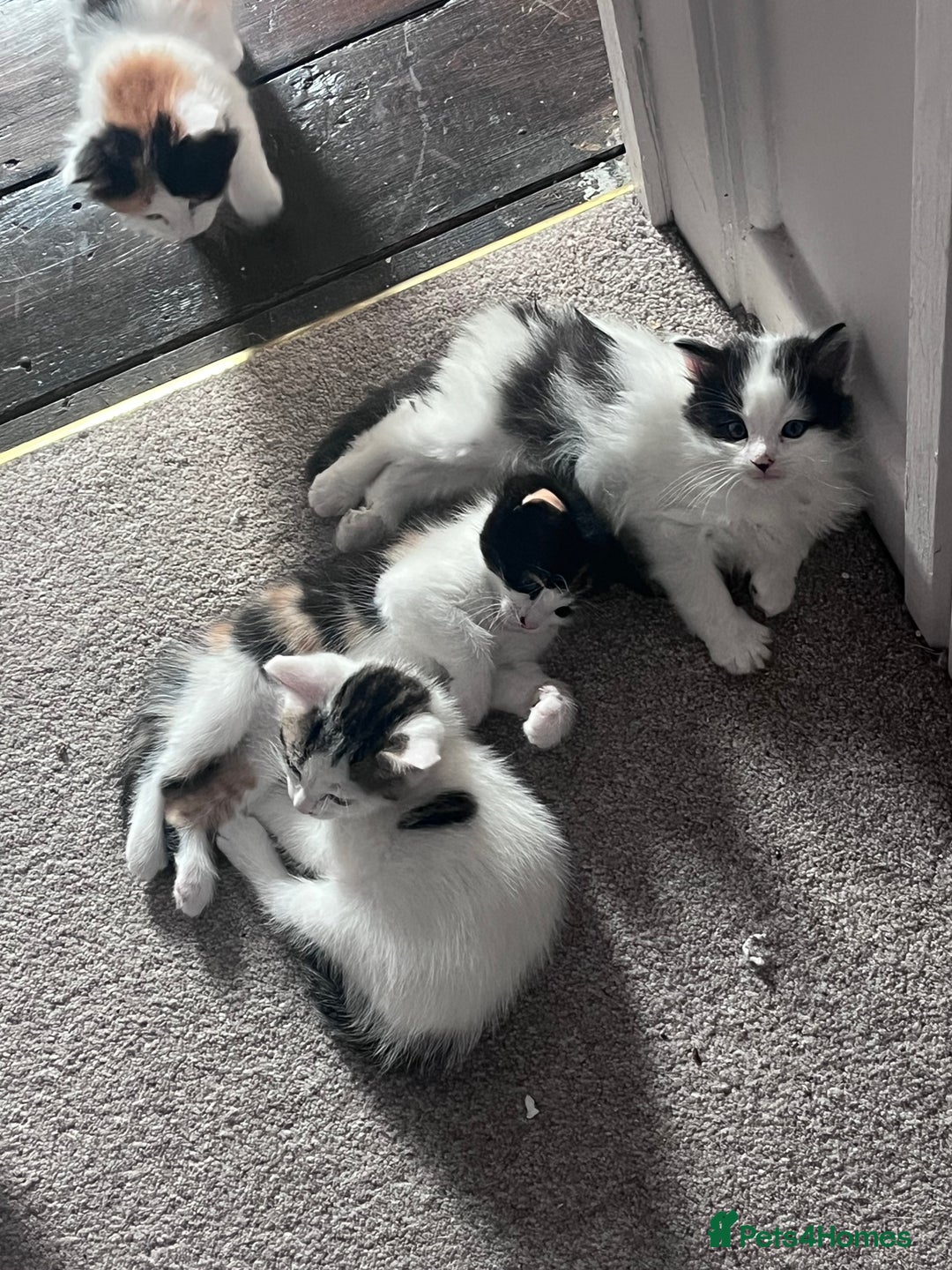 Mixed Breed cats for sale: Mixed calico litter  - Image 7