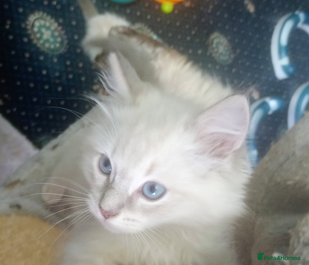Ragdoll cats for sale: Beautiful full ragdoll kittens £695 - Advert 6