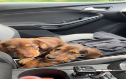 Dachshund dogs for sale: Stunning wired hair mini daxis  - Image 2