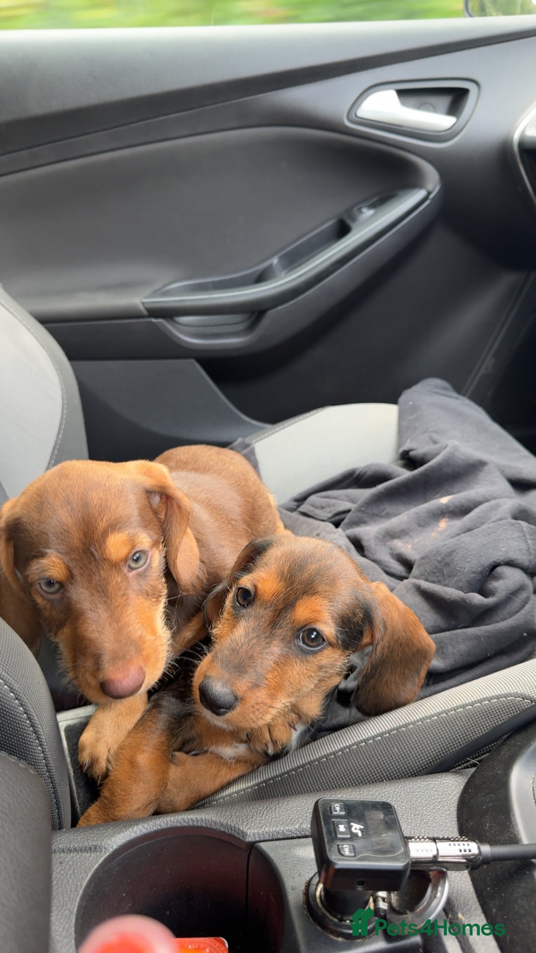 Dachshund dogs for sale: Stunning wired hair mini daxis  - Image 2