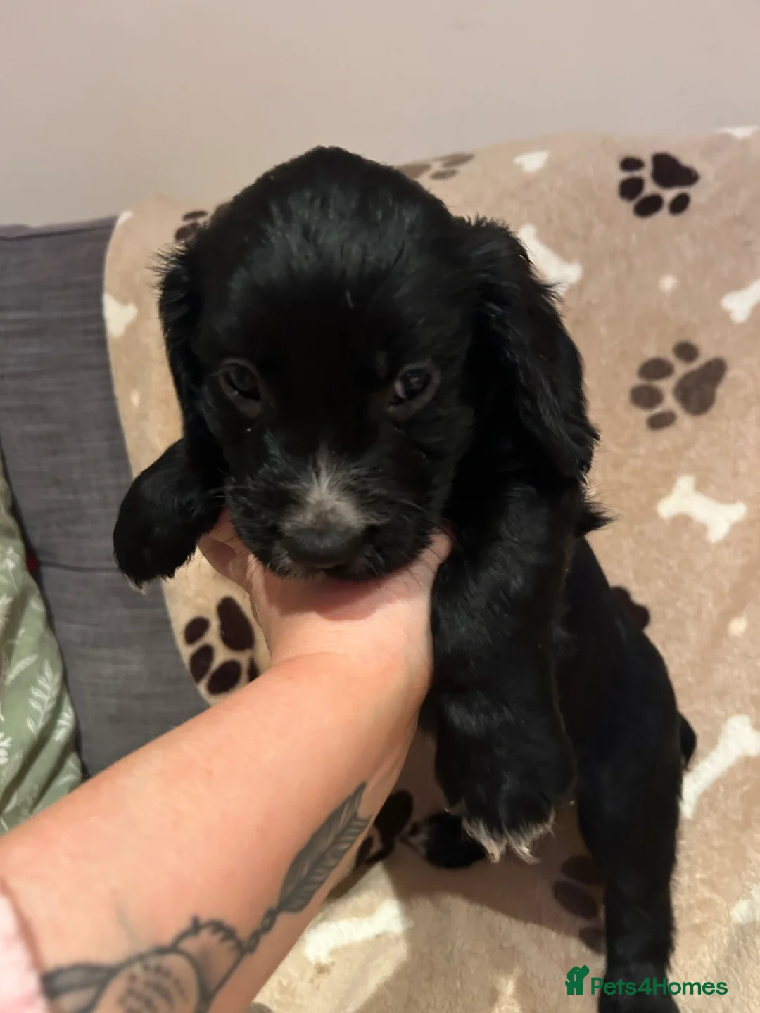Cocker Spaniel dogs for sale: Black working cocker spaniels  in Lancaster - Advert 11