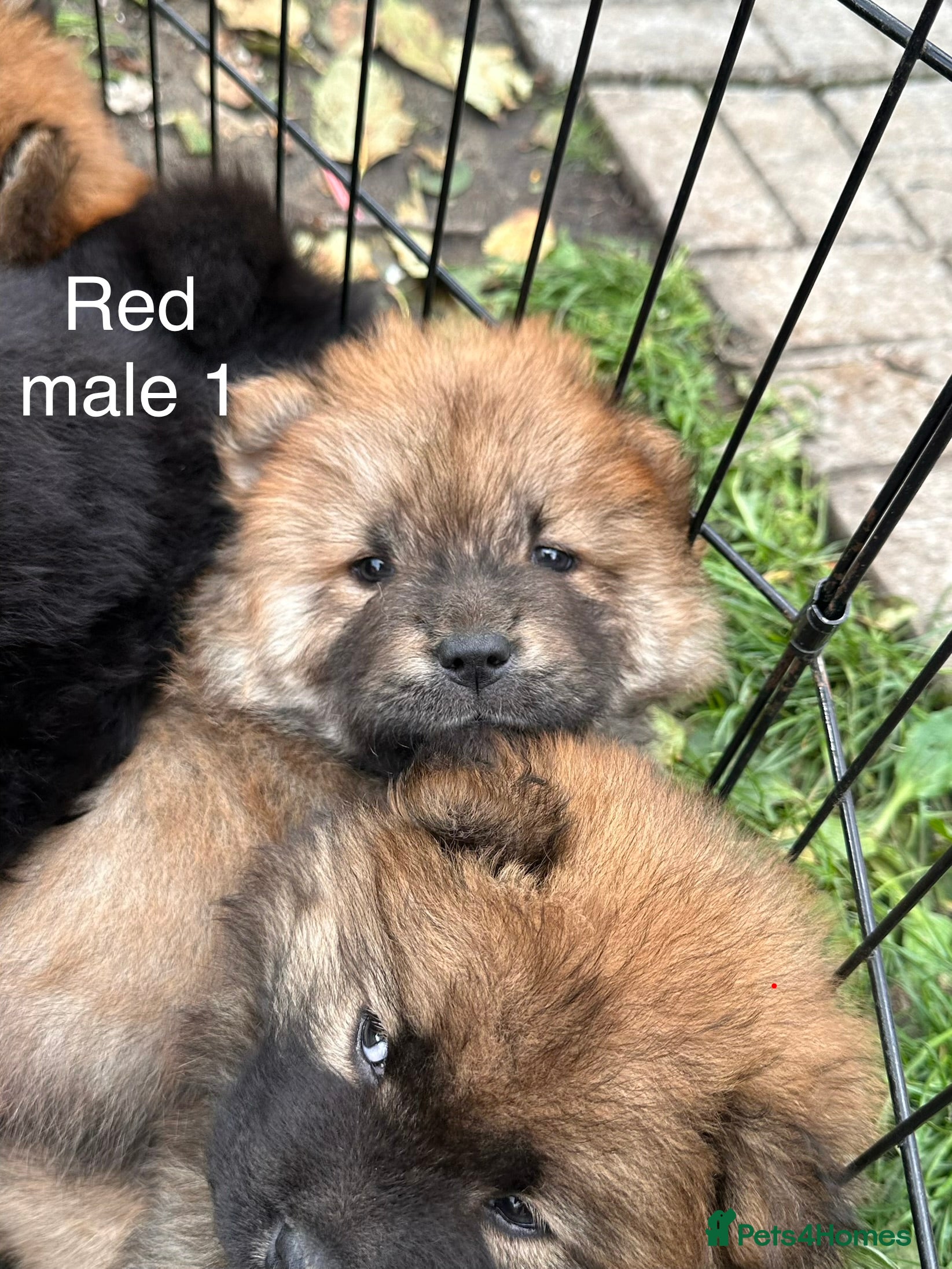 Chow Chow dogs Beautiful Chow Chow puppies  - Advert 13