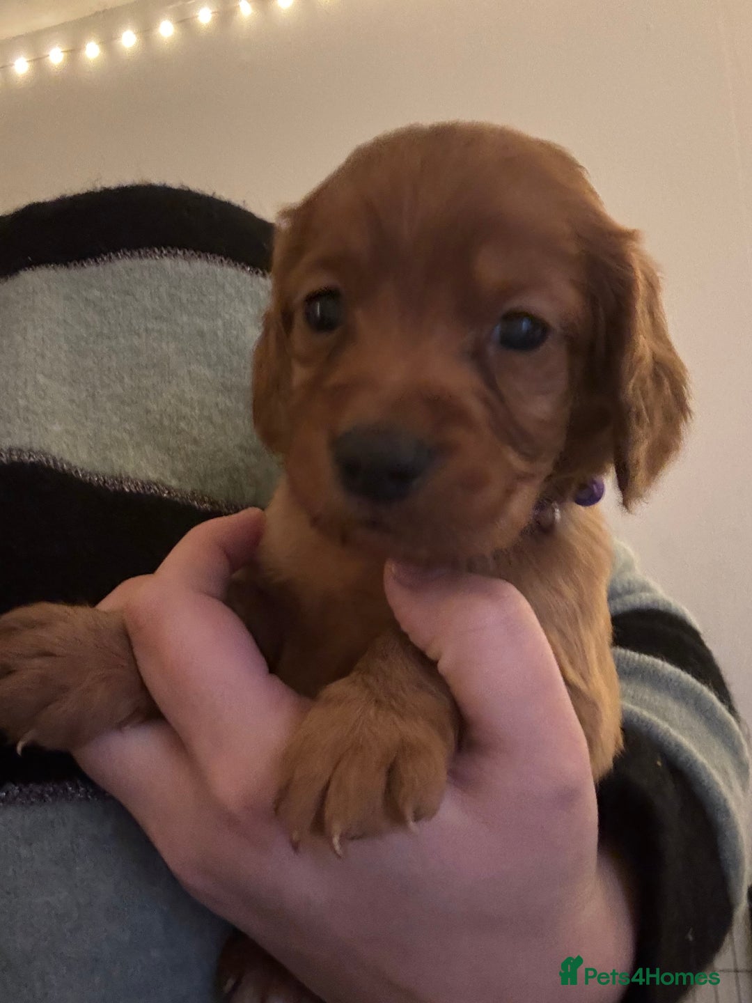 Cocker Spaniel dogs for sale: 🐶Beautiful Cocker spaniel puppies 🐶  - Advert 21