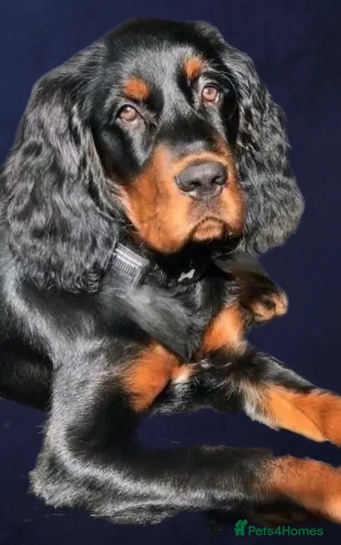 Mixed Breed dogs Stunning litter of Gordon Doodles. - Advert 2