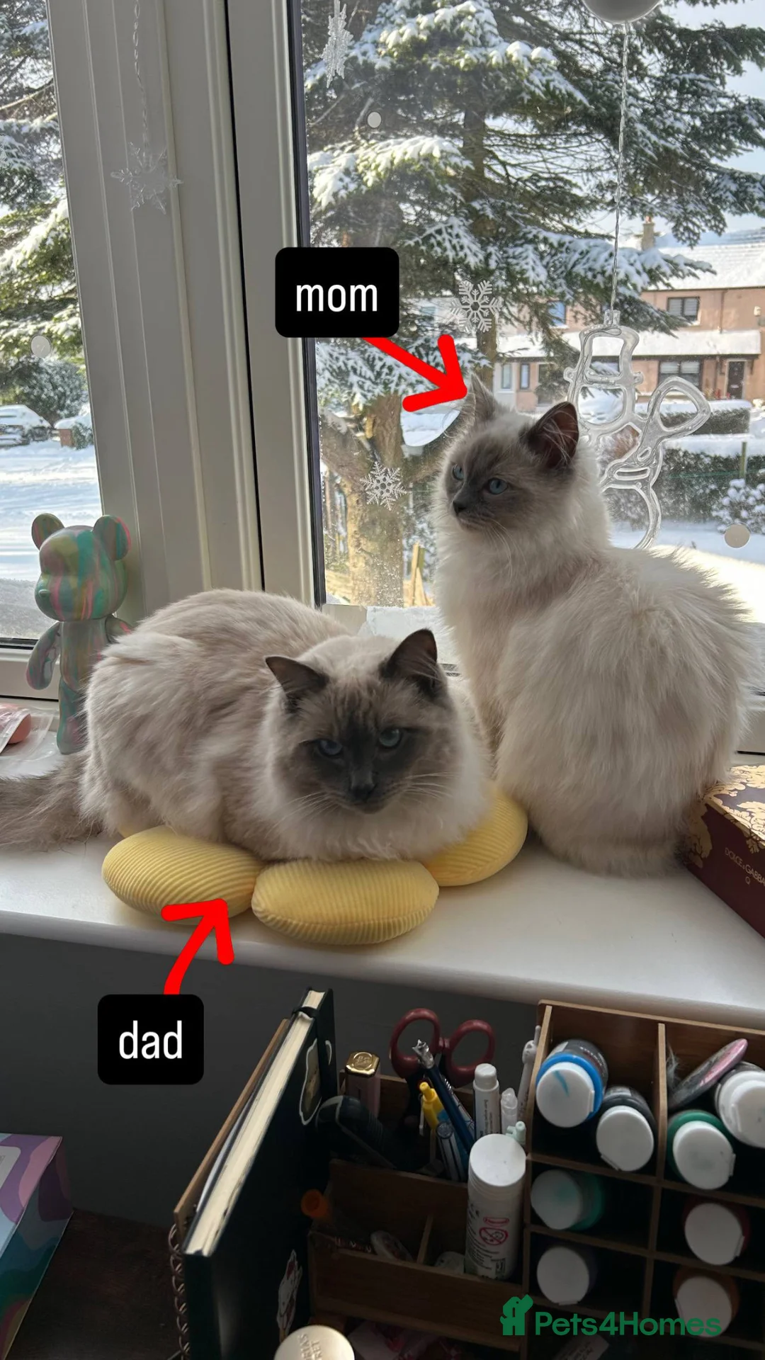 Ragdoll cats for sale: 2 female ragdoll kittens - Advert 7