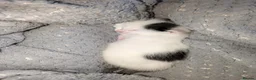 Mixed Breed cats for sale: 2 female kittens to go to a good home  in Macclesfield - Advert 7