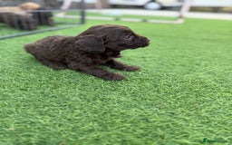 Cockapoo dogs for sale: Cockerpoo puppies - Image 21