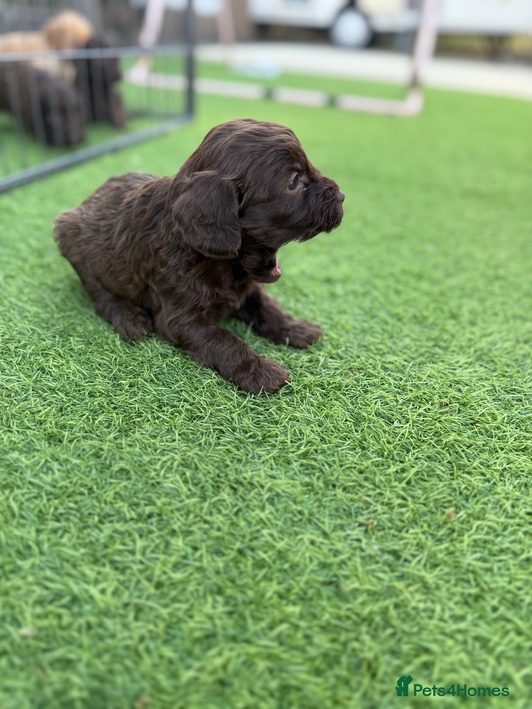Cockapoo dogs for sale: Cockerpoo puppies - Image 21