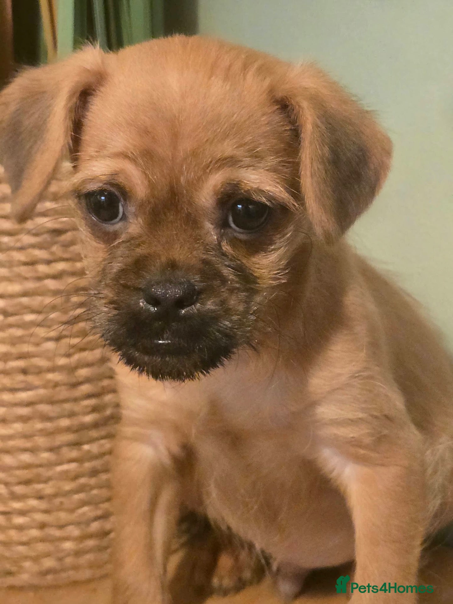 Pugapoo dogs PUGAPOO PUPPY LAST ONE LEFT READY NOW  - Advert 2