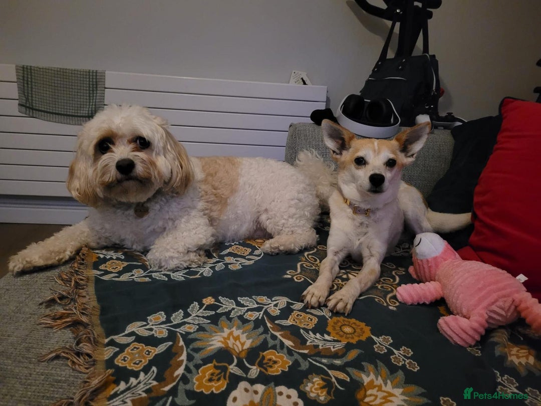 Mixed Breed dogs for adoption: 💖🐶 JULIET 🐶💖 - Image 17
