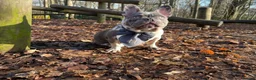 French Bulldog dogs for sale: Luxury French Bulldog Puppies for Sale - Advert 3