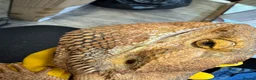 Bearded Dragon reptiles for sale: https://gofund.me/a7b816115 - Advert 13