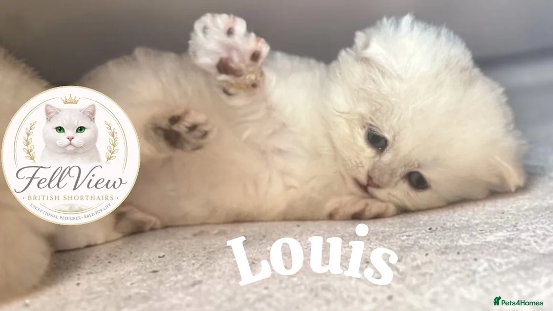 British Longhair cats for sale: Stunning Silver Tipped Longhair Kittens - Advert 2