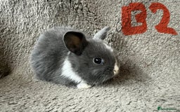 Mixed Breed rabbits for sale: Mini Dutch lops  - Image 5