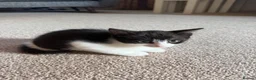 Mixed Breed cats for sale: Kittens for sale  in Cheltenham - Advert 6