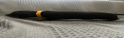 Miniature Dachshund dogs for sale: Beautiful Black and Tan miniature dachshund  - Advert 7