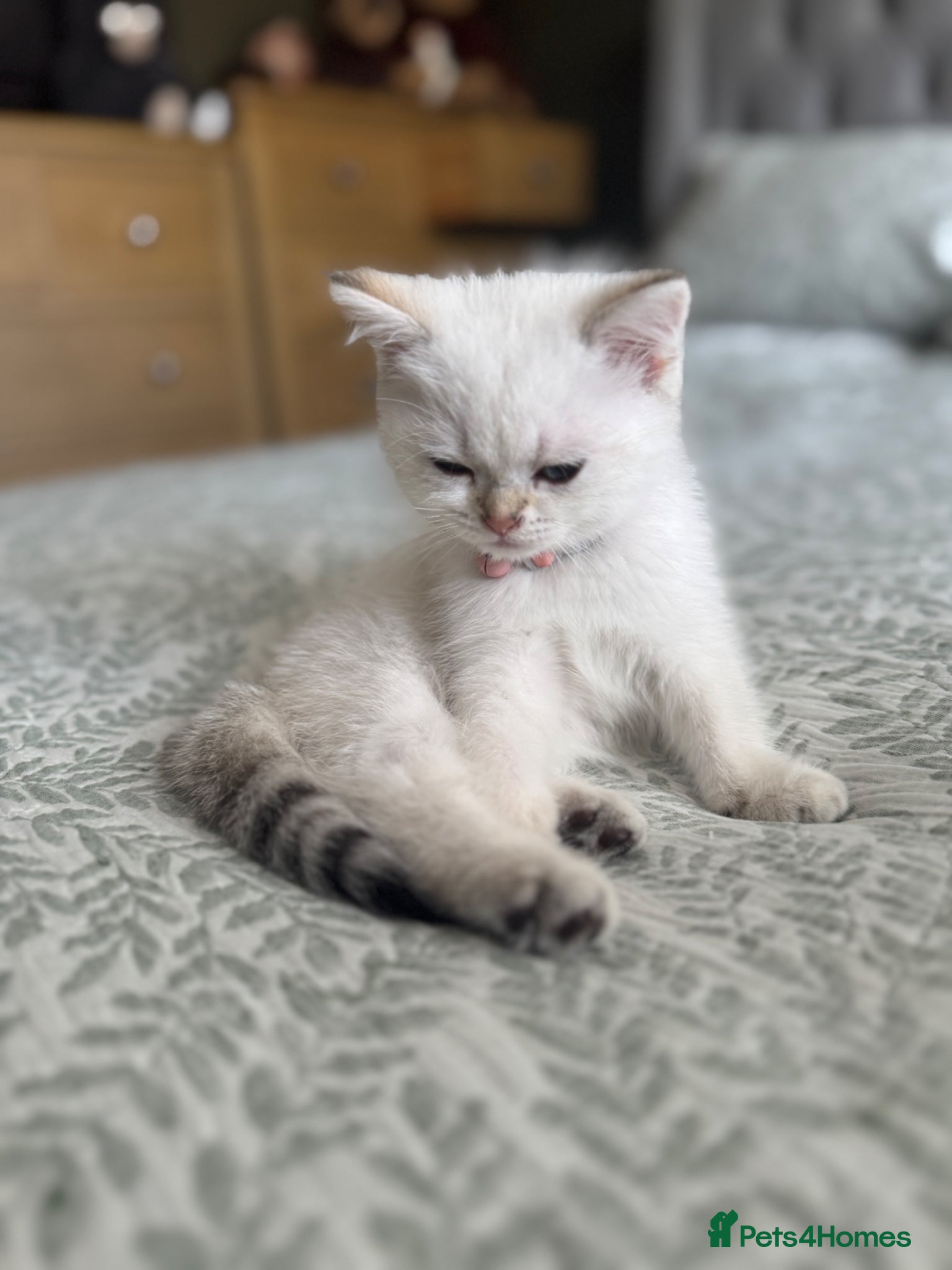 Scottish Fold cats Blue pointed Scottish straights (blue eyes) - Advert 6