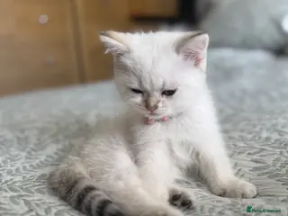 Scottish Fold cats Blue pointed Scottish straights (blue eyes) - Advert 6