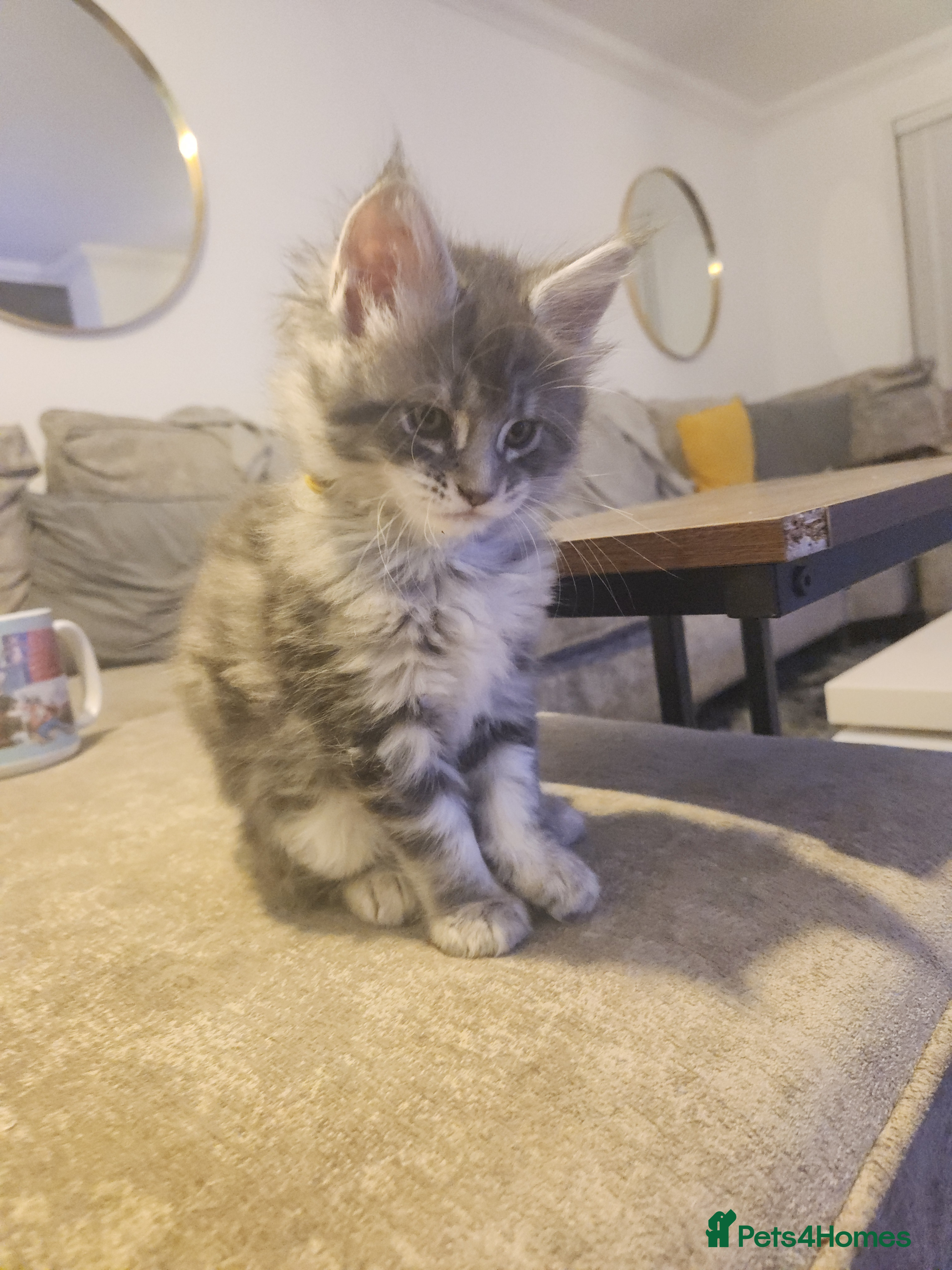 Maine Coon cats Maine coon kittens ready now pick up today  - Advert 11