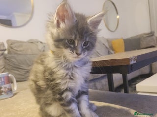 Maine Coon cats Maine coon kittens ready now pick up today - Advert 11