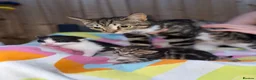 Domestic Shorthair cats for sale: Beautiful kittens  - Advert 1