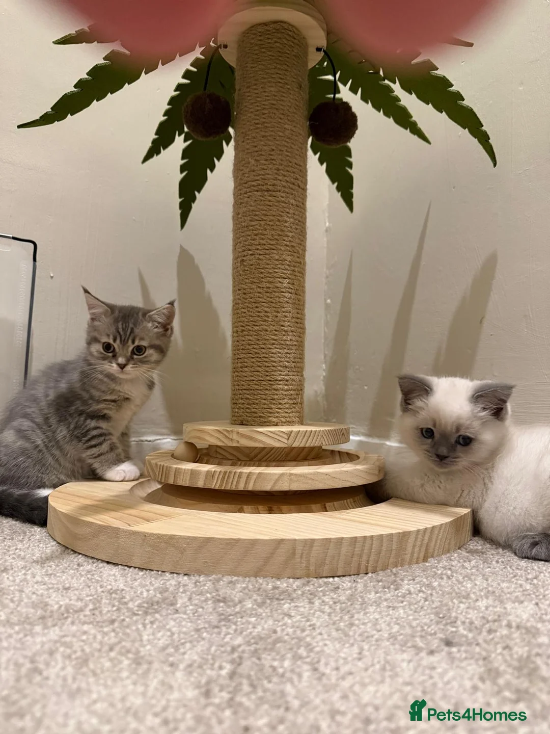 British Shorthair cats for sale: Adorable british shorthair x ragamuffin kittens - Advert 2