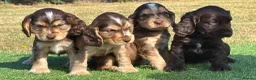 Cocker Spaniel dogs for sale: Beautiful litter of qauilty show type cockers  - Advert 8