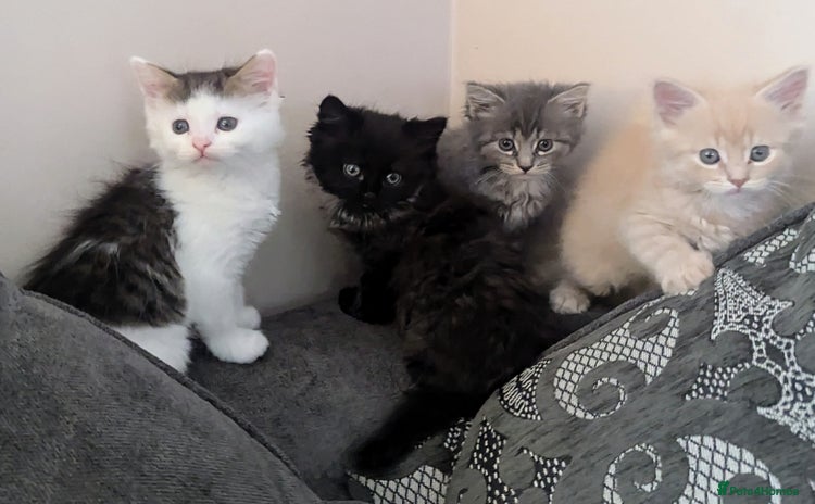 Maine Coon cats - Advert 1