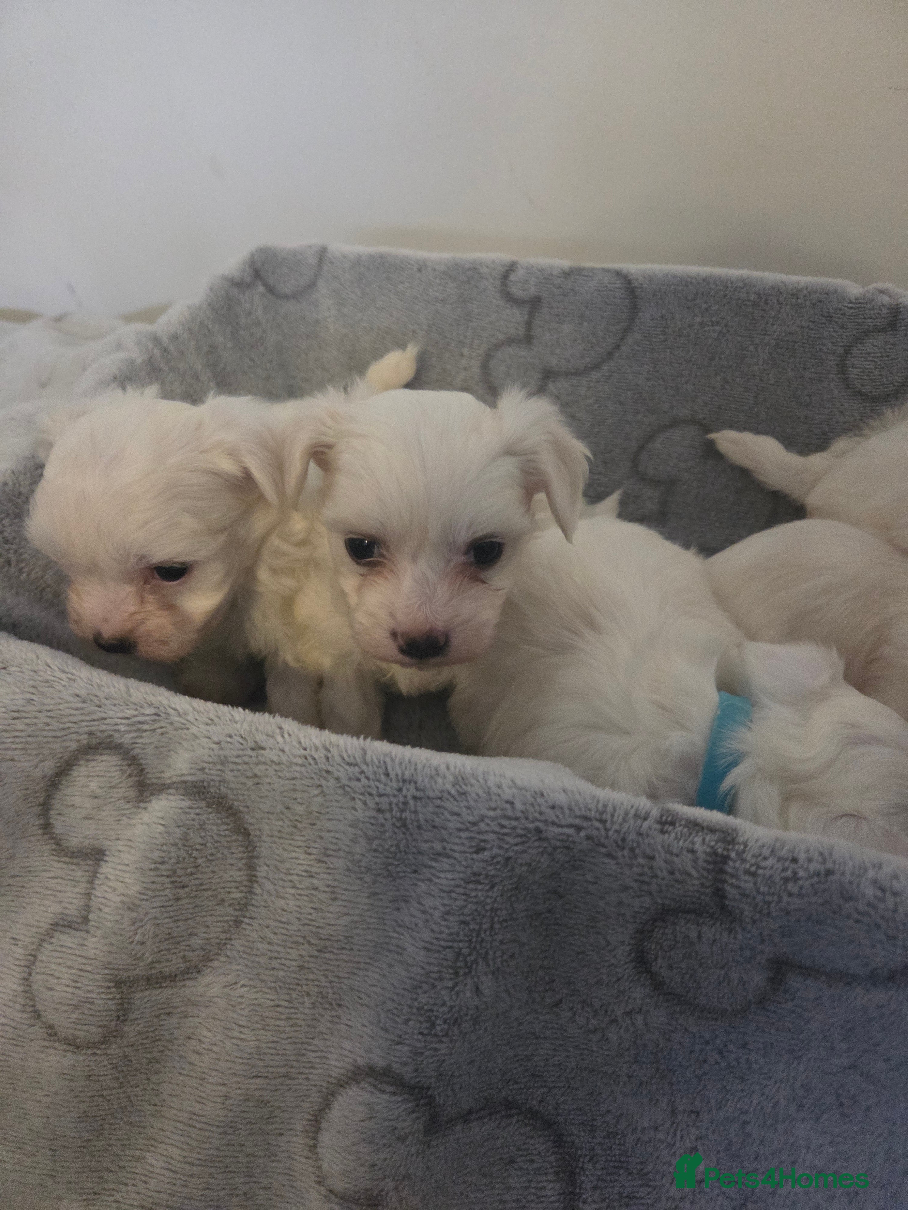 Maltese dogs Minture Mini Maltese puppies  - Advert 3