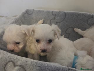 Maltese dogs Minture Mini Maltese puppies - Advert 1