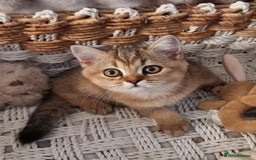 British Shorthair cats for sale: GOLDEN & COLOURPOINT BSH KITTENS, READY TO GO! - Image 11