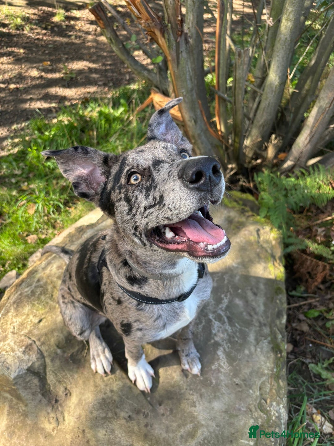 Mixed Breed dogs for sale: Whippet X border collie  - Advert 3