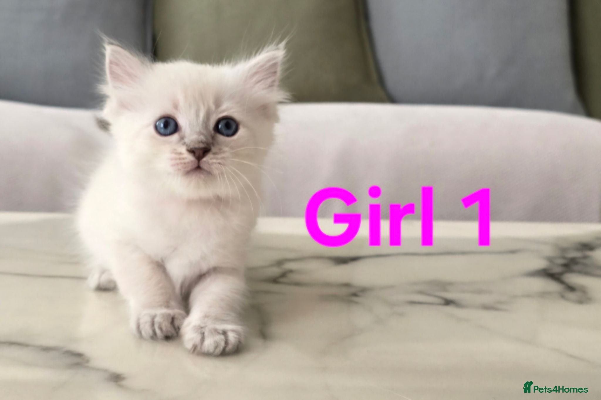 Ragdoll cats 🤍 Pure Ragdoll Kittens Ready Now - Advert 2