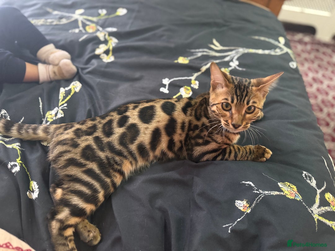 Bengal cats for sale: Beautiful Bengal boy  - Image 3