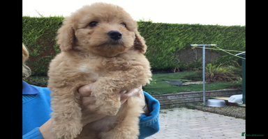 Bernedoodle dogs - Advert 5