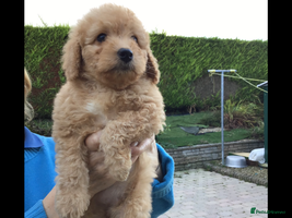 Bernedoodle dogs - Advert 5