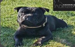 Staffordshire Bull Terrier dogs for sale: KC Registered Mr T & Luminastaffs Puppies - Image 24