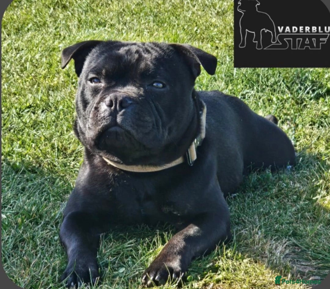 Staffordshire Bull Terrier dogs for sale: KC Registered Mr T & Luminastaffs Puppies - Image 24