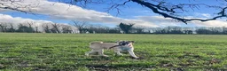 Mixed Breed dogs for sale: Pug cross (pixie,Dusty,Roxie) - Advert 10