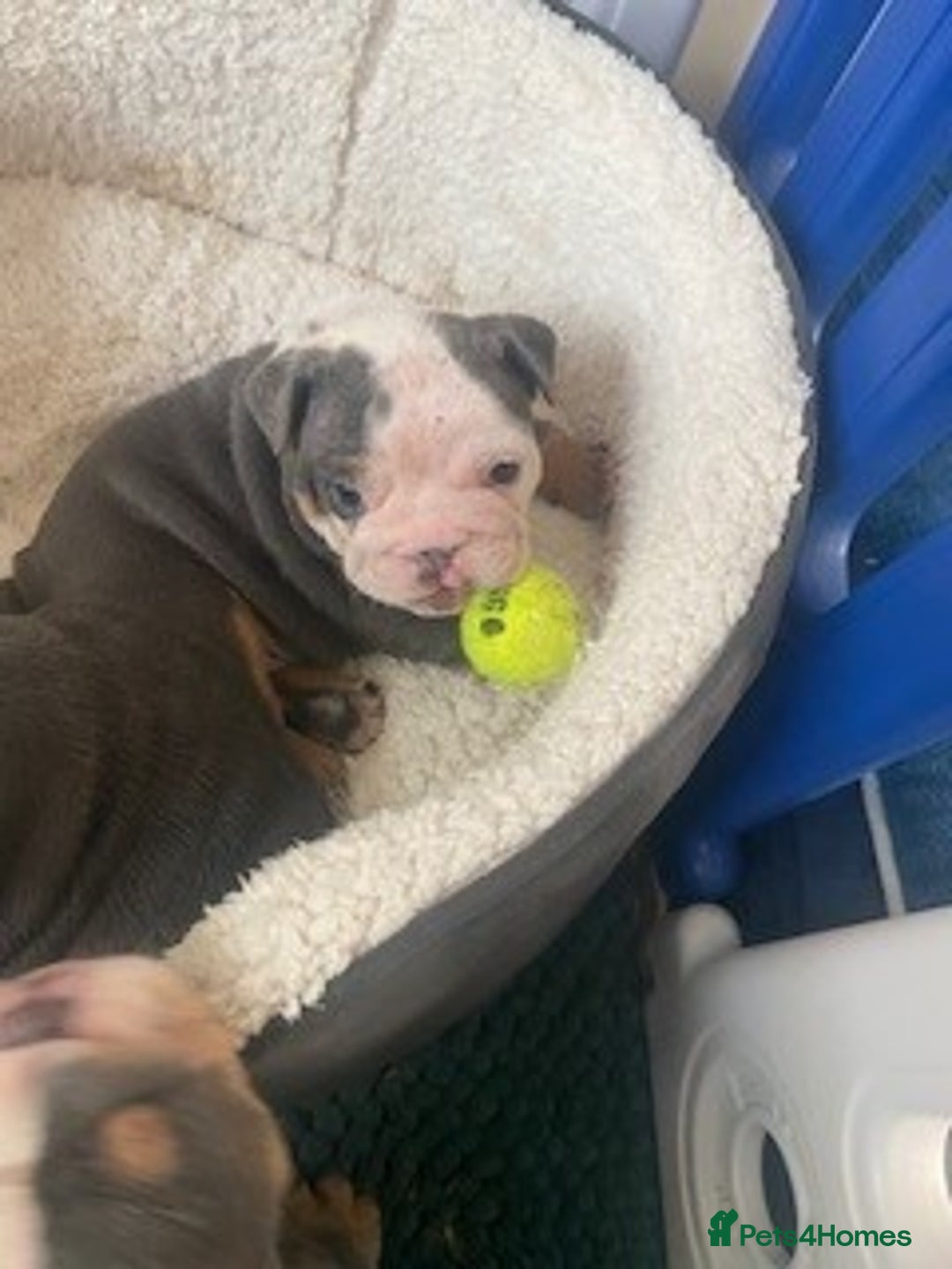 English Bulldog dogs for sale: *REDUCED* English Bulldog Puppies - Image 14