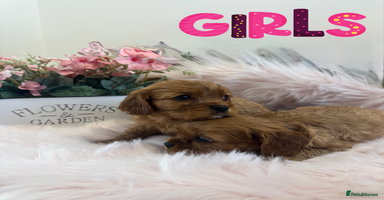 Cavalier King Charles Spaniel dogs - Advert 8