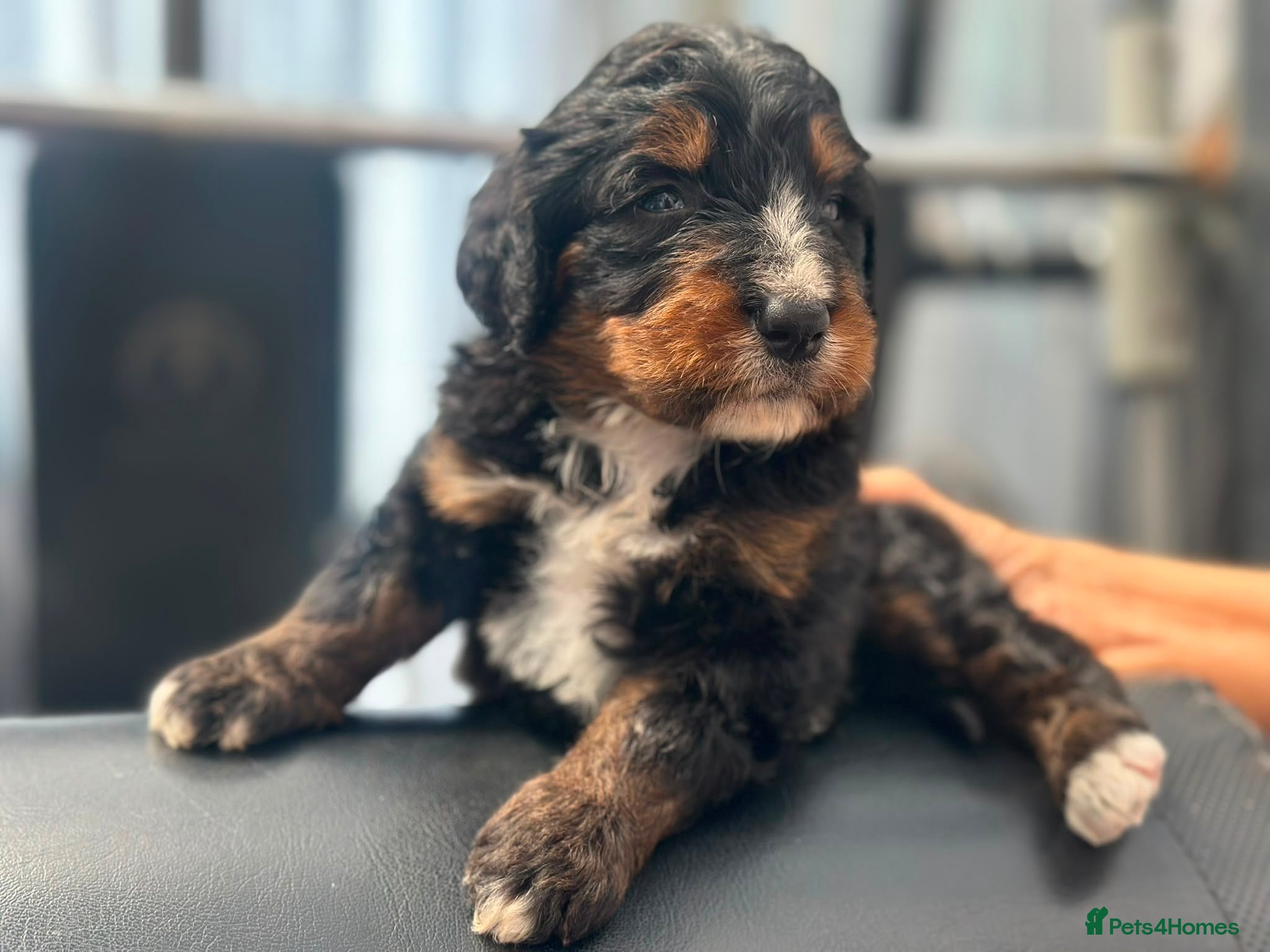 Bernedoodle dogs standard F1 Bernadoodles  - Advert 1