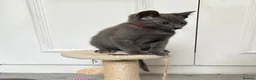 Russian Blue cats for sale: Russian Blue Kittens  - Advert 11