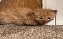 Mixed Breed cats for sale: Half Ragdoll Kittens - Image 4